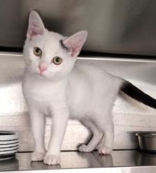 Shelter Stray Male Cat last seen , 1850 W 60th St, Los Angeles, CA 90047, USA