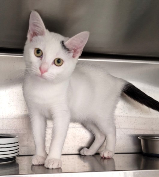 Shelter Stray Male Cat last seen , 1850 W 60th St, Los Angeles, CA 90047, USA
