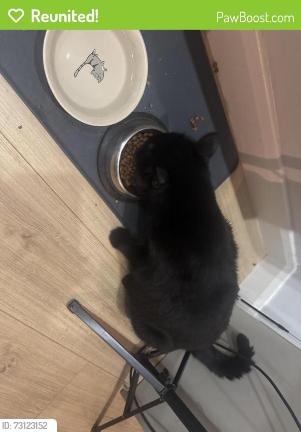 Reunited Male Cat last seen Near Welling High Street, Greater London, England 