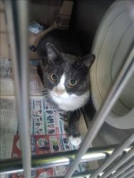 Shelter Stray Male Cat last seen , 1850 W 60th St, Los Angeles, CA 90047, USA
