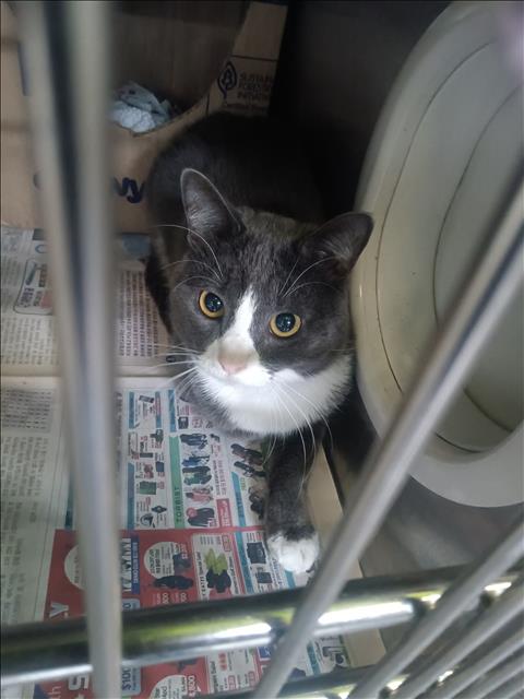 Shelter Stray Male Cat last seen , 1850 W 60th St, Los Angeles, CA 90047, USA