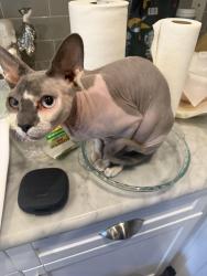 Reunited Female Cat last seen American Pacific & Stephanie, Henderson, NV 89074