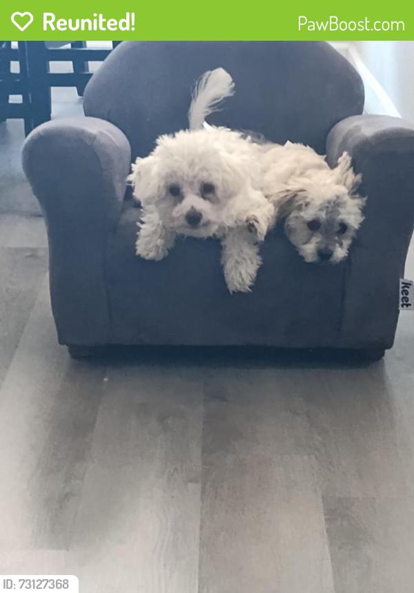 Reunited Male Dog last seen 112th and Washington, Northglenn, CO 80233