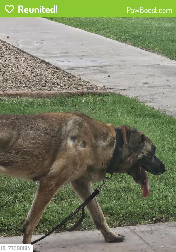 Reunited Unknown Dog last seen Mill Avenue between Ellis and Carter, Tempe, AZ 85282