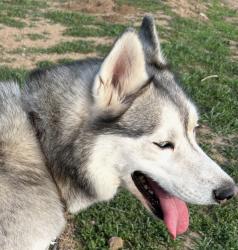 Lost Male Dog last seen Acacia and San Joaquin, Stockton, CA 95202