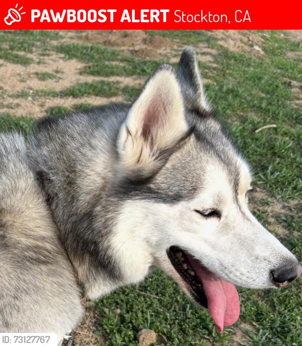 Lost Male Dog last seen Acacia and San Joaquin, Stockton, CA 95202