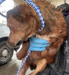 Shelter Stray Female Dog last seen Near BLK S KERN ST, BAKERSFIELD, CA, 201 S Mt Vernon Ave, Bakersfield, CA 93307, USA