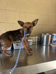 Shelter Stray Female Dog last seen Near BLK S KERN ST, BAKERSFIELD, CA, 201 S Mt Vernon Ave, Bakersfield, CA 93307, USA