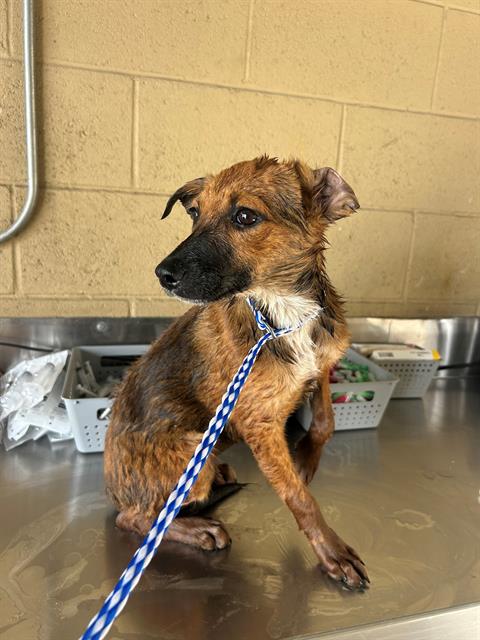 Shelter Stray Female Dog last seen Near BLK S KERN ST, BAKERSFIELD, CA, 201 S Mt Vernon Ave, Bakersfield, CA 93307, USA