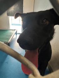 Shelter Stray Female Dog last seen Near BLK S KERN ST, BAKERSFIELD, CA, 201 S Mt Vernon Ave, Bakersfield, CA 93307, USA