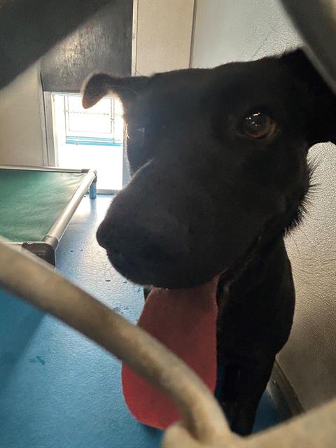 Shelter Stray Female Dog last seen Near BLK S KERN ST, BAKERSFIELD, CA, 201 S Mt Vernon Ave, Bakersfield, CA 93307, USA