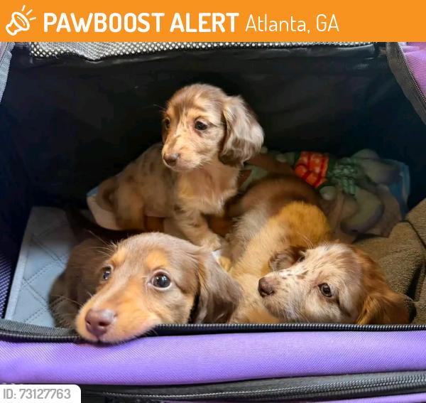 Found/Stray Female Dog last seen Atlanta Georgia, Atlanta, GA 30327