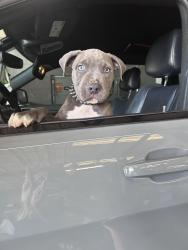 Lost Male Dog last seen Winterset lane, Gillsville, GA 30543