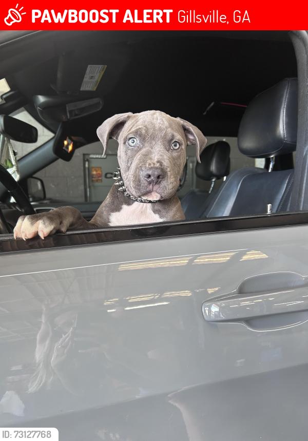 Lost Male Dog last seen Winterset lane, Gillsville, GA 30543