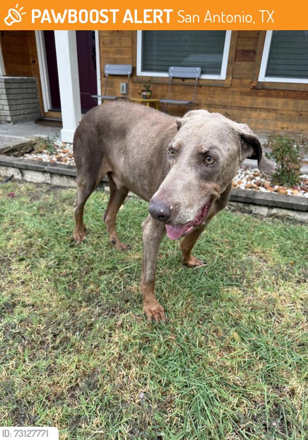 Found/Stray Male Dog last seen Dewhurst and Pilgrim Dr, San Antonio, TX 78213
