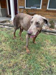 Found/Stray Male Dog last seen Dewhurst and Pilgrim Dr, San Antonio, TX 78213