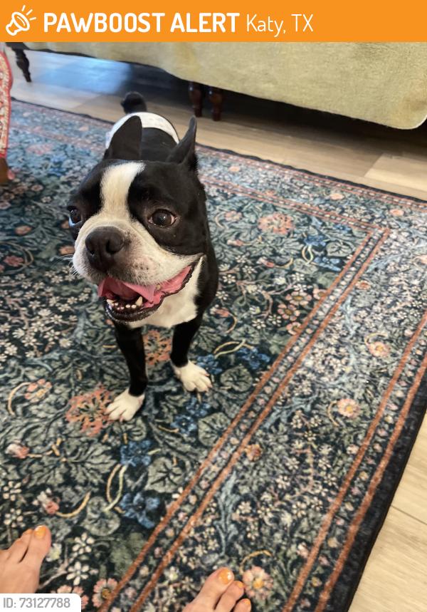 Found/Stray Male Dog last seen Elyson neighborhood, Katy, TX 77493