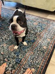 Found/Stray Male Dog last seen Elyson neighborhood, Katy, TX 77493