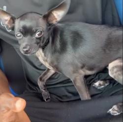 Lost Female Dog last seen S federal hwy, Lake Worth Beach, FL 33460
