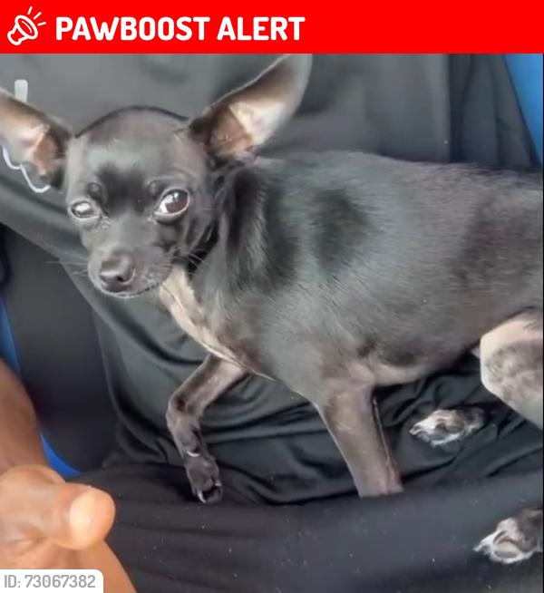 Lost Female Dog last seen S federal hwy, Lake Worth Beach, FL 33460