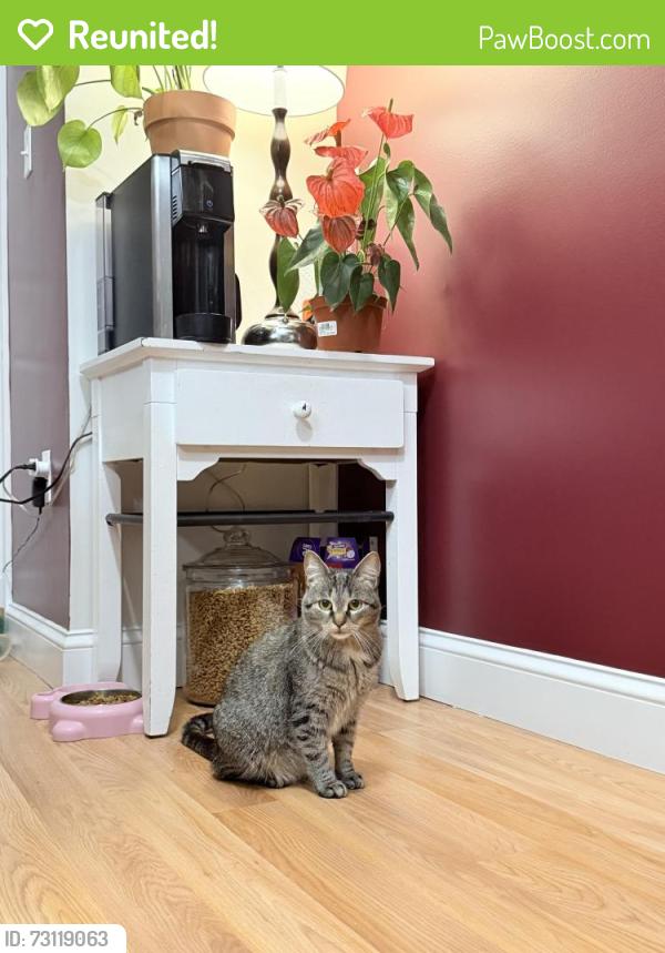 Reunited Female Cat last seen Near market st, Lynn, MA 01901