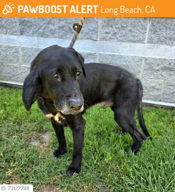 Found/Stray Male Dog last seen Near Cherry Ave, Long Beach, CA 90807, Long Beach, CA 90807