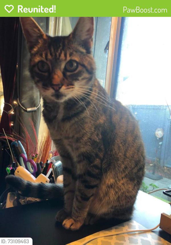 Reunited Female Cat last seen Vallejo street, Santa Rosa, CA 95404