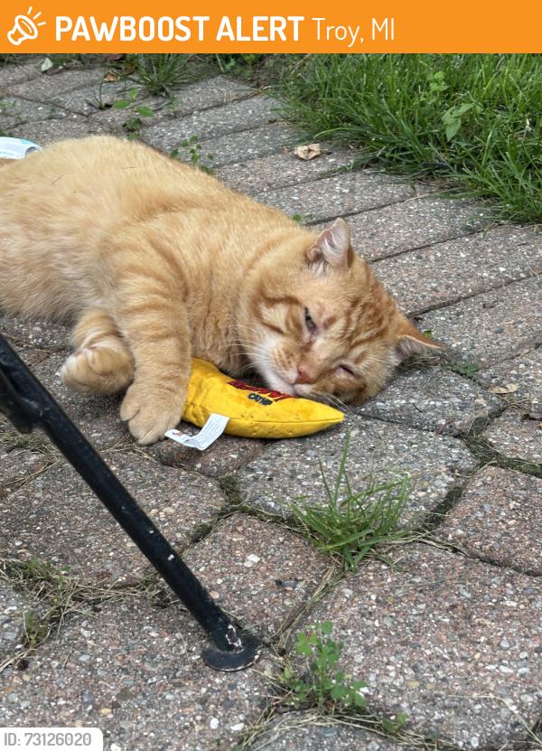Found/Stray Male Cat last seen Coolidge and Wattles, Troy, MI 48098