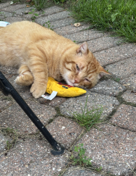 Found/Stray Male Cat last seen Coolidge and Wattles, Troy, MI 48098