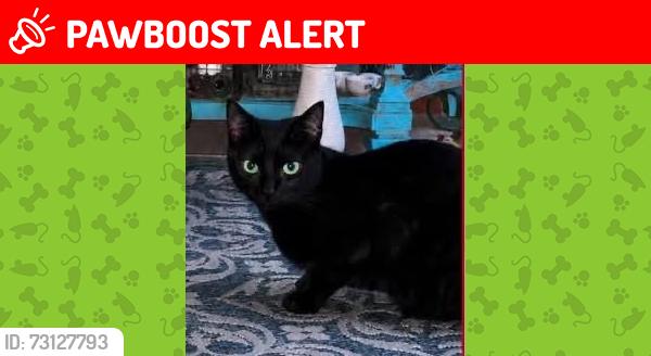 Lost Male Cat last seen On 25 mound in between 25 and 24 mile, Shelby Township, MI 48316