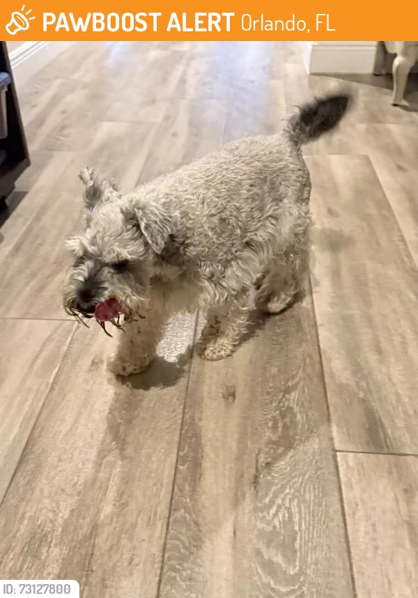 Found/Stray Unknown Dog last seen Parkside neighborhood, Orlando, FL 32836