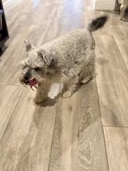 Found/Stray Unknown Dog last seen Parkside neighborhood, Orlando, FL 32836