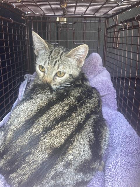 Shelter Stray Female Cat last seen Near BLK HENDERSON AVE. LONG BEACH CA 90806, 7700 E Spring St, Long Beach, CA 90815, USA