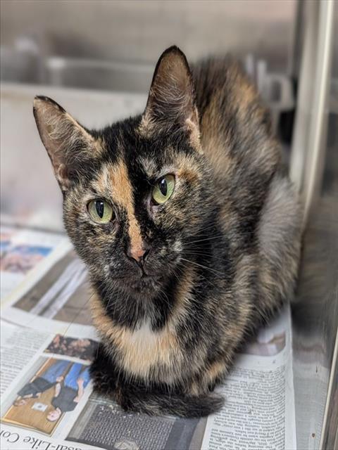 Shelter Stray Female Cat last seen Near BLOCK NW 59 WY, SUNRISE FL 33313, 2400 SW 42nd St, Fort Lauderdale, FL 33312, USA