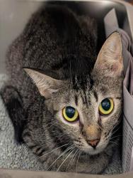 Shelter Stray Unknown Cat last seen Near BLOCK NW 59 WY, SUNRISE FL 33313, 2400 SW 42nd St, Fort Lauderdale, FL 33312, USA