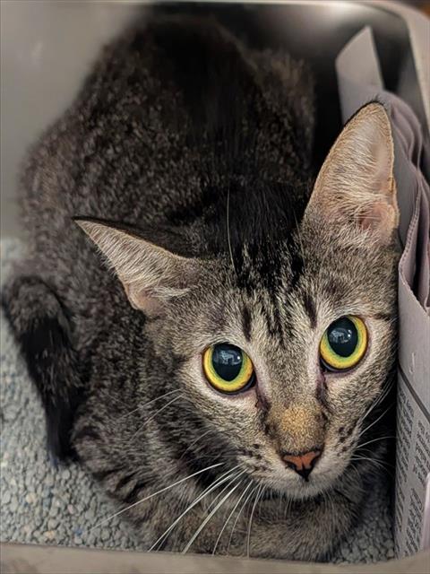 Shelter Stray Unknown Cat last seen Near BLOCK NW 59 WY, SUNRISE FL 33313, 2400 SW 42nd St, Fort Lauderdale, FL 33312, USA