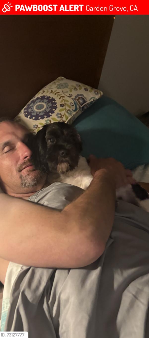 Lost Male Dog last seen yockey st and garden grove, Garden Grove, CA 92844
