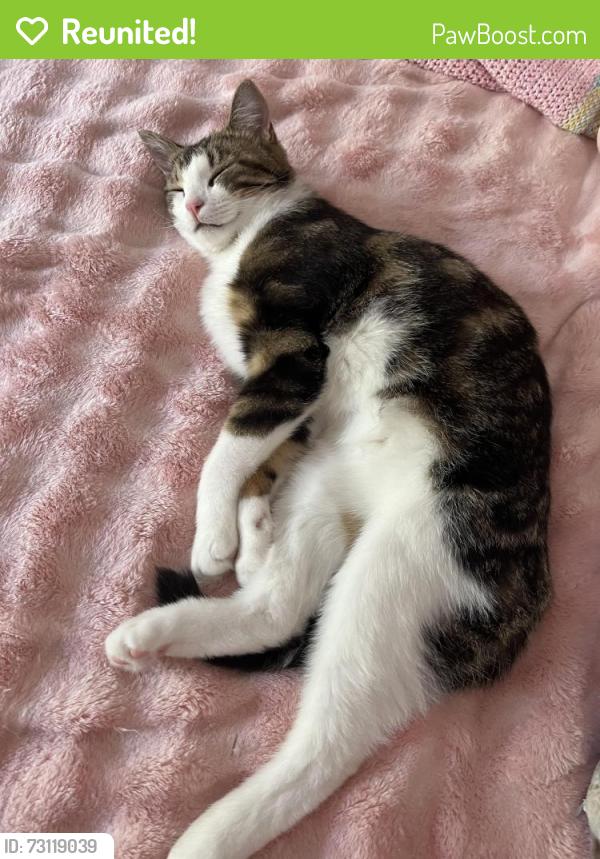 Reunited Male Cat last seen Near charter hill dr Coquitlam bc canada, Coquitlam, BC V3E 1P2