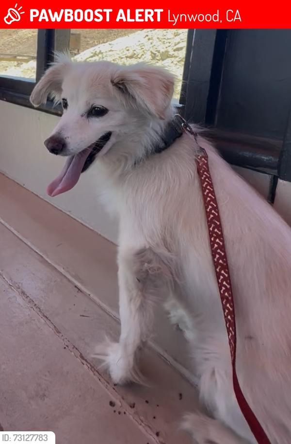 Lost Female Dog last seen Cherokee and long beach, Lynwood, CA 90262