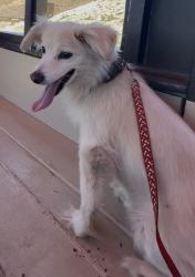 Lost Female Dog last seen Cherokee and long beach, Lynwood, CA 90262