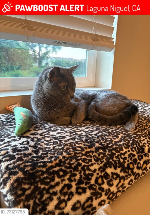 Lost Male Cat last seen Laguna Serrano apmts, Laguna Niguel, CA 92677