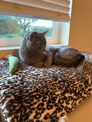 Lost Male Cat last seen Laguna Serrano apmts, Laguna Niguel, CA 92677