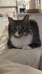Lost Female Cat last seen Pecan Square, Northlake, TX 76247