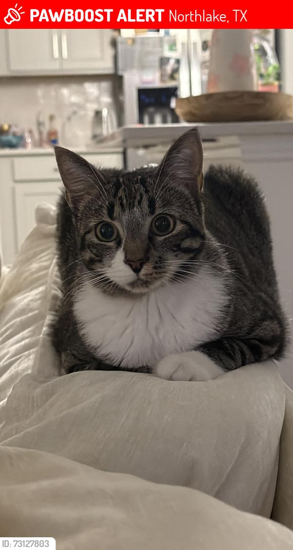 Lost Female Cat last seen Pecan Square, Northlake, TX 76247