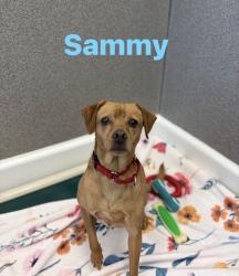 Reunited Male Dog last seen Near Indian River Rd, Virginia Beach, VA 23464, USA, Virginia Beach, VA 23464