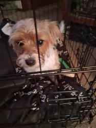 Found/Stray Female Dog last seen Malden and Hammond, Dayton, OH 45417