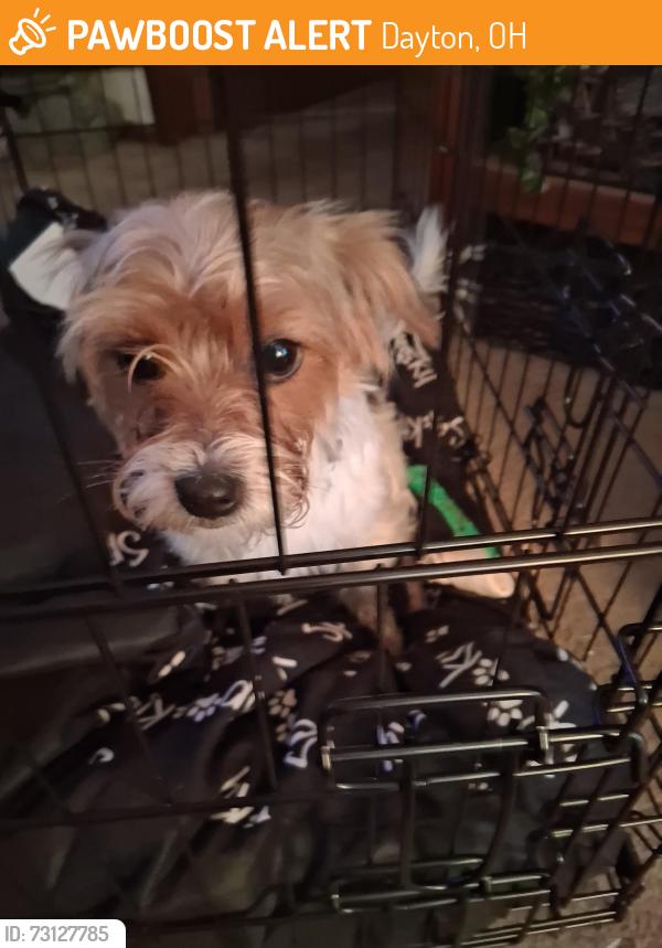 Found/Stray Female Dog last seen Malden and Hammond, Dayton, OH 45417