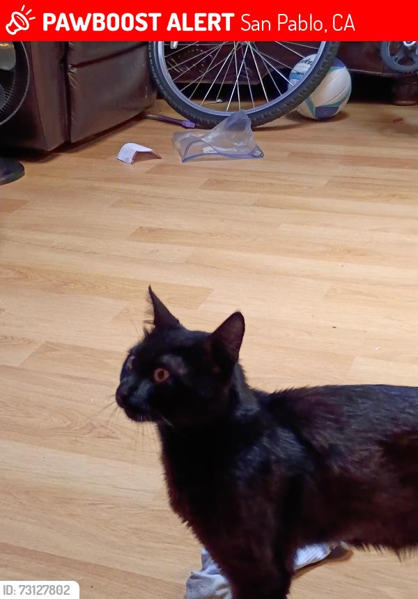 Lost Male Cat last seen Rumrill blvd, San Pablo, CA 94806