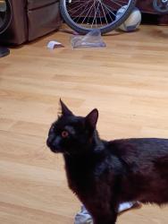 Lost Male Cat last seen Rumrill blvd, San Pablo, CA 94806