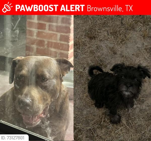 Lost Female Dog last seen International Blvd., Brownsville, TX 78520
